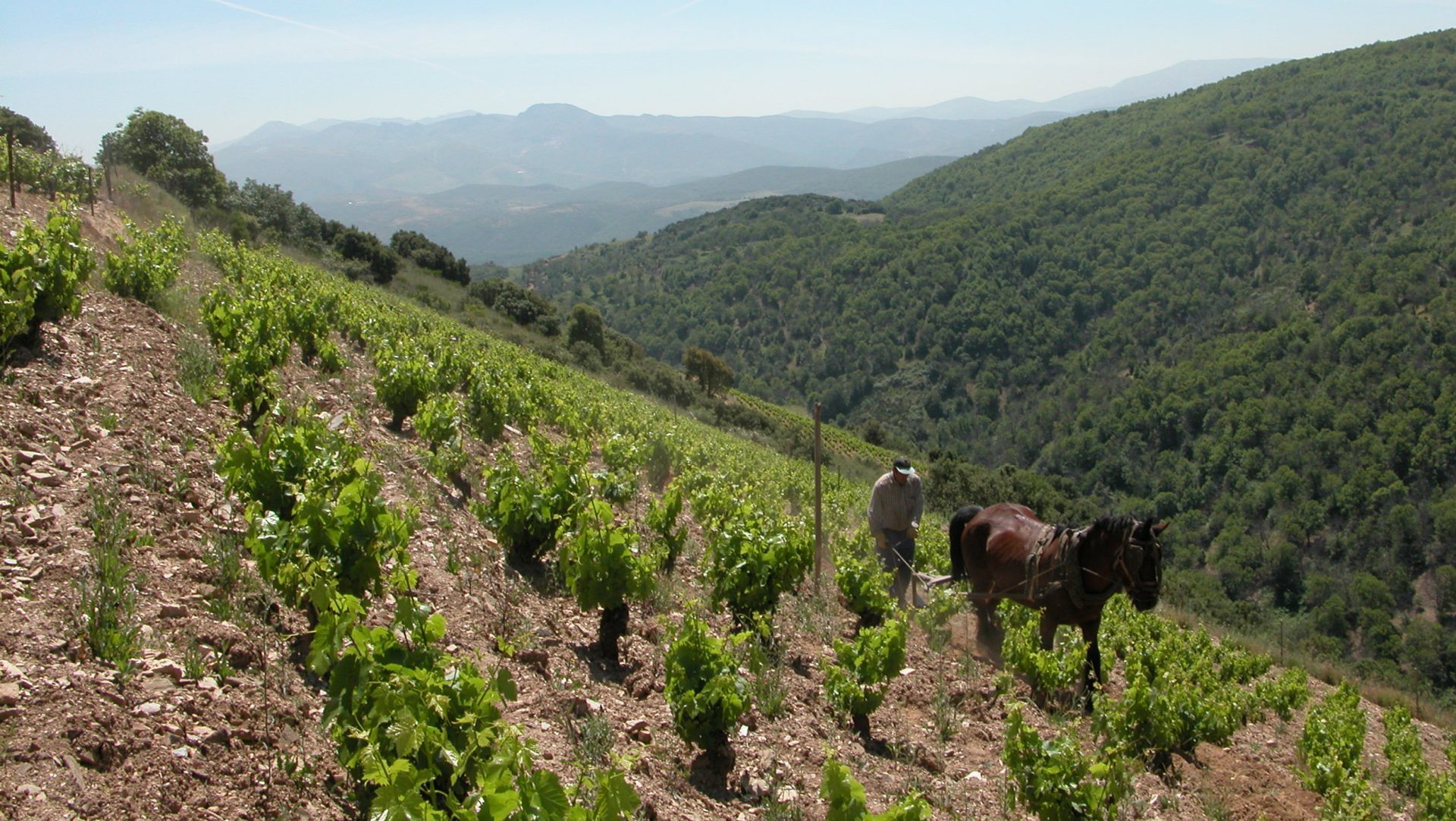 Bierzo