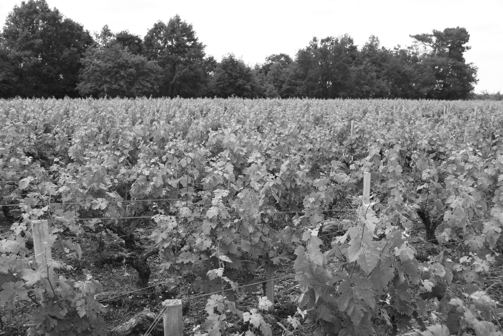 Château Tour Bel Air